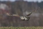 Great Horned Owl (Bubo virginianus)