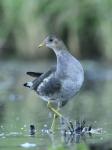 Common Gallinule (Gallinula chloropus)