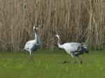  Common Crane  ( Grus grus)