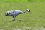  Common Crane  ( Grus grus)