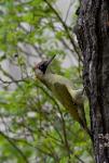 Žluna zelená (Picus viridis)