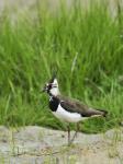 Northern Lapwing (Vanellus vanellus)