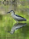  Kvakoš noční ( Nycticorax nycticorax)