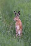 European Hare  (Lepus europaeus)