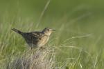 Eurasian Skylark (Alauda arvensis)