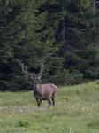 Jelen lesní (Cervus elaphus)