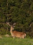 Red Deer (Cervus elaphus)