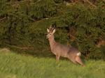  roe Deer ( Capreolus capreolus )