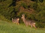  roe Deer ( Capreolus capreolus )