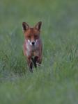  fox  ( Vulpes Vulpes)