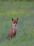  fox  ( Vulpes Vulpes)