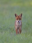  fox  ( Vulpes Vulpes)