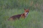  fox  ( Vulpes Vulpes)