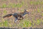  Liška obecná ( Vulpes Vulpes)