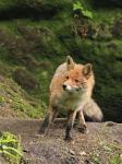  fox  ( Vulpes Vulpes)