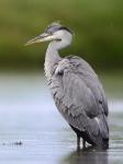 Grey Heron (Ardea cinerea)