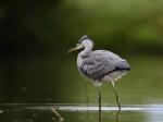 Grey Heron (Ardea cinerea)