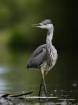 Grey Heron (Ardea cinerea)