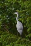 Grey Heron (Ardea cinerea)