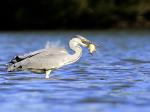 Grey Heron (Ardea cinerea)