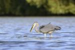 Grey Heron (Ardea cinerea)