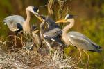 Volavka popelavá (Ardea cinerea)