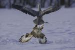 Grey Heron (Ardea cinerea)