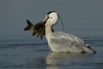 Grey Heron (Ardea cinerea)