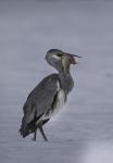 Volavka popelavá (Ardea cinerea)