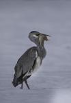 Grey Heron (Ardea cinerea)