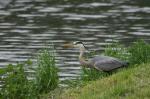 Grey Heron (Ardea cinerea)