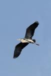 Grey Heron (Ardea cinerea)