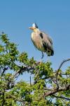 Volavka popelavá (Ardea cinerea)