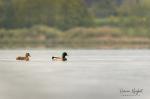  Common Moorhen ( Mallard)