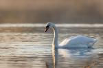  Mute swan  ( Muta olor)