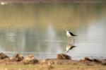 Black-winged Stilt (Himantopus himantopus)