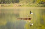 Black-winged Stilt (Himantopus himantopus)