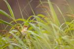 Warbler general (Acrocephalus scirpaceus)