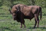 European Bison, Wisent (Bison bonasus)