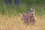 Jelen lesní (Cervus elaphus)