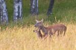 Jelen lesní (Cervus elaphus)