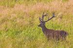 Red Deer (Cervus elaphus)