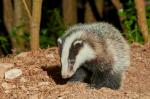 Badger (Meles meles)