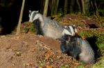 Badger (Meles meles)