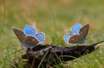 Common Blue (Polyommatus icarus)