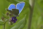 Common Blue (Polyommatus icarus)