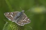 Grizzled Skipper (Pyrgus malvae)