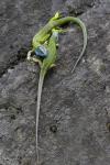 Green Lizard (Lacerta viridis)