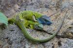 Green Lizard (Lacerta viridis)