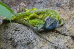 Green Lizard (Lacerta viridis)